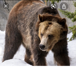 The bears over there