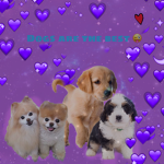 DOGGOS OF ROBLOX COMMUNITY