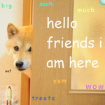 Doge Friend