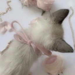 ✧