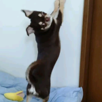 はむはむ！