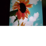SuN FLoWErs <3 EEEEEEEEK!