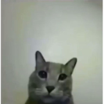Okk xdd