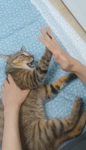 rotcatrotcat