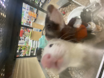 My little meows