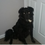 Doggyy ppl? Idk