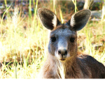 #TeamKangaroo