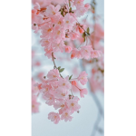 Cherrys and blossoms!