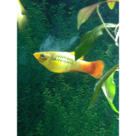 Brotos fish
