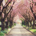 |:|Blossom~Park|:|
