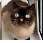Cats have value!