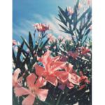 ୨୧aurora୨୧
