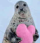 -Chaotic Cult-