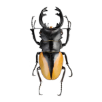 beetles are nice