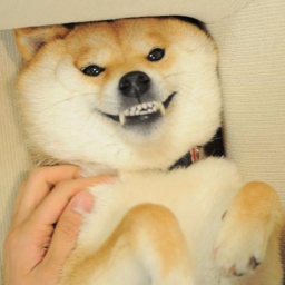 Them Doge Crew Meeting Place.
