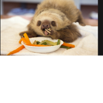 Nuggets and sloths rule