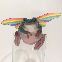 froggo thinks you r cool