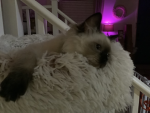 Kitty communities