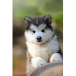 Lovly puppies