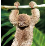 Asleep Sloths