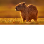 El cappy of bara