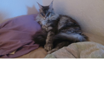 Team Maine Coon