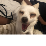 Bunny dog gang
