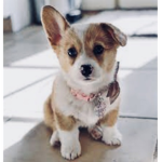 ~Corgi Clothing~