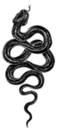 -The Shadow Clan-