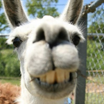 Llama Union