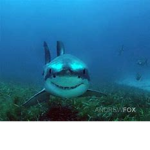 Chompy sharkYt
