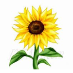 Sunflow3r_stxrry FAN GROUP
