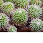 JackCactus