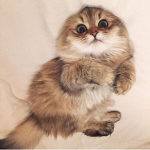 kitten for life