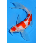 KOI Group