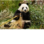 pipi panda