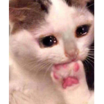 Meow Mow