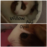 Willow And Opal