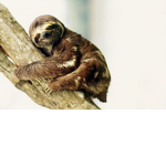 The Slow Sloth Team