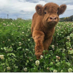 ~/Cow club\~