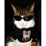 Cat's Studio!