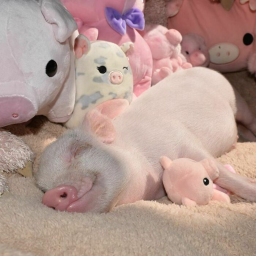 oink!! mall