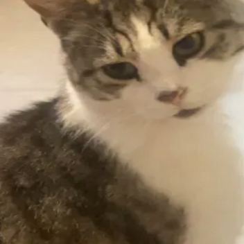 kitty