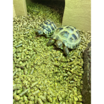 The tortoise squad!