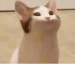#Sussy Cats