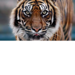 TigerTeamForever
