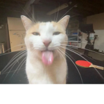 Cats are cooool