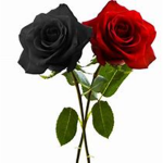 Black roses-Lxst