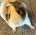 #GuineaPigGang