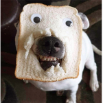 Dog bread face mask